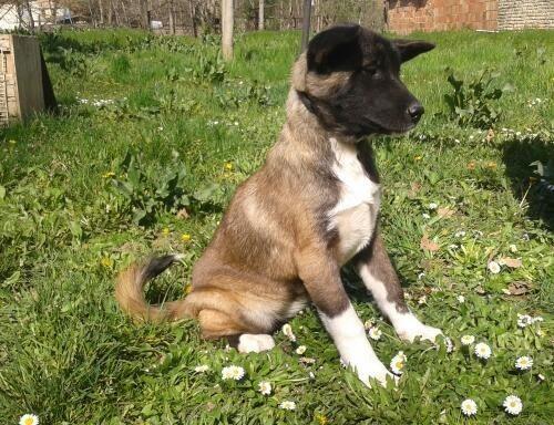 Americka-Akita-tromesecna-stenad