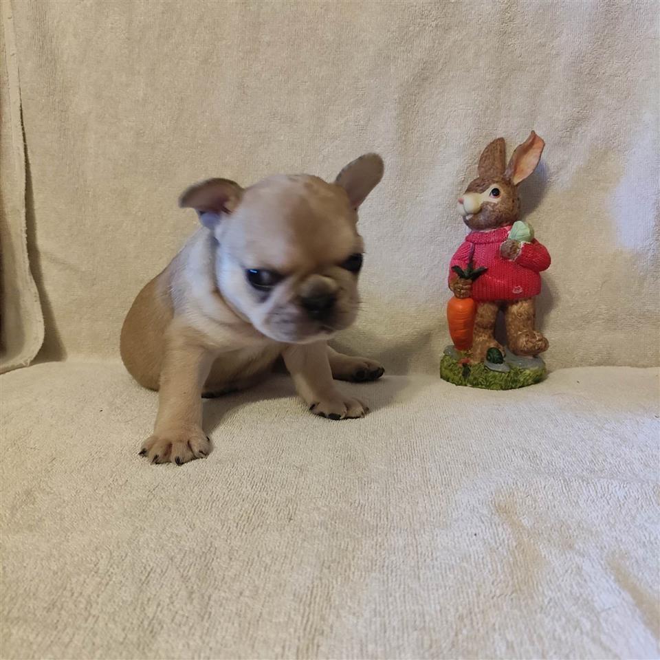 Francuski-buldog-štenci
