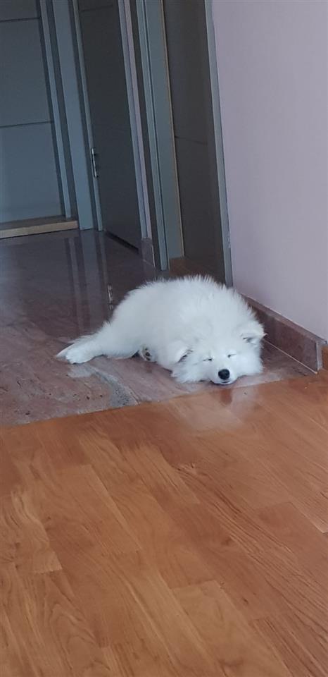 Sibirski-samojed-štenci