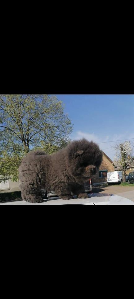 Chow-chow