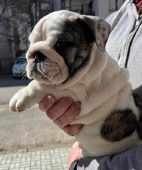 Engleski-Buldog