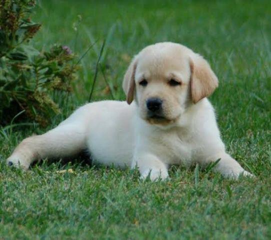 Labrador retriver, beli stenci