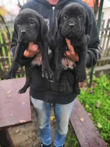 Cane corso štenci