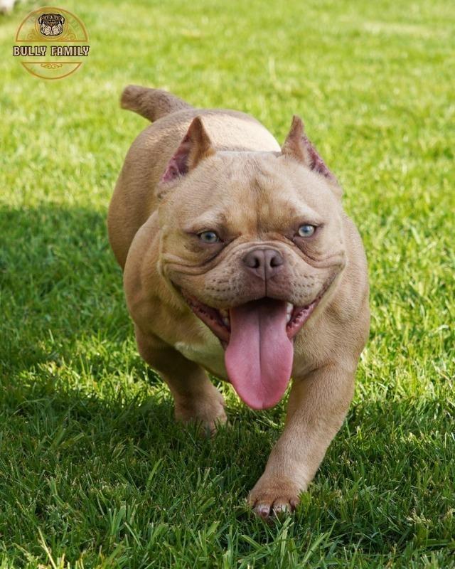 American-bully-Exotic