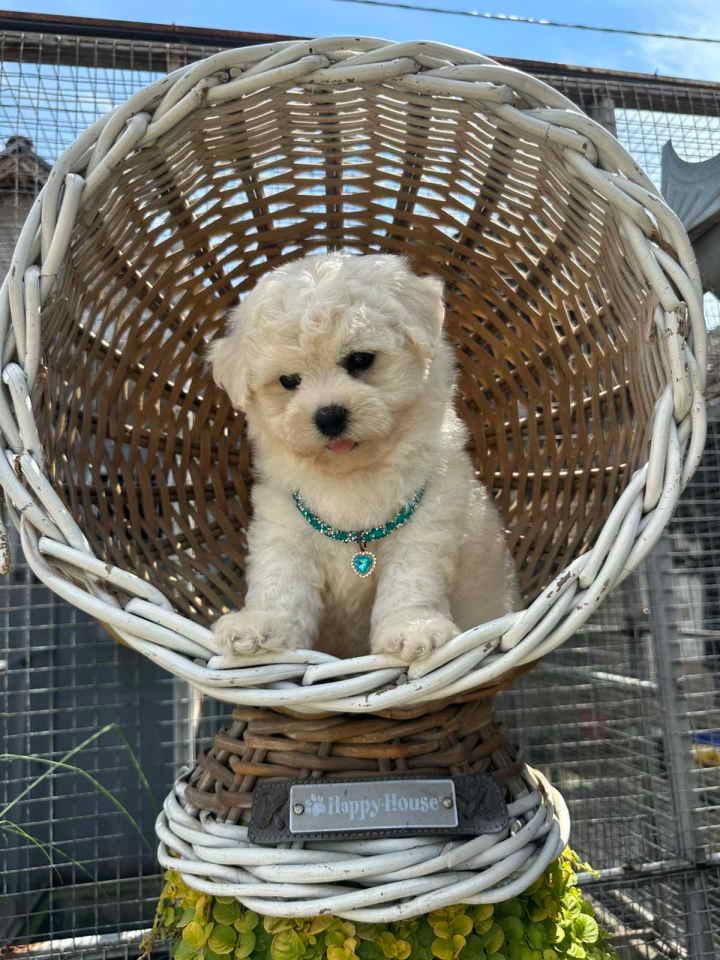 Bichon-Frise-štenci