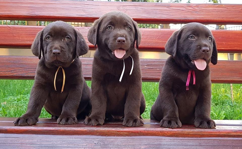 Labrador-retriver-stenad