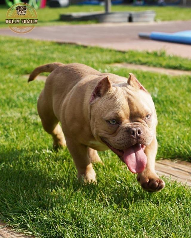 American-bully-Exotic