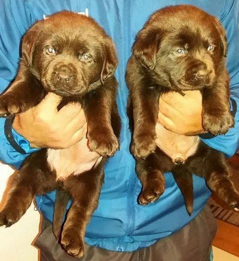 Labrador-Retriver--čokoladni-štenci
