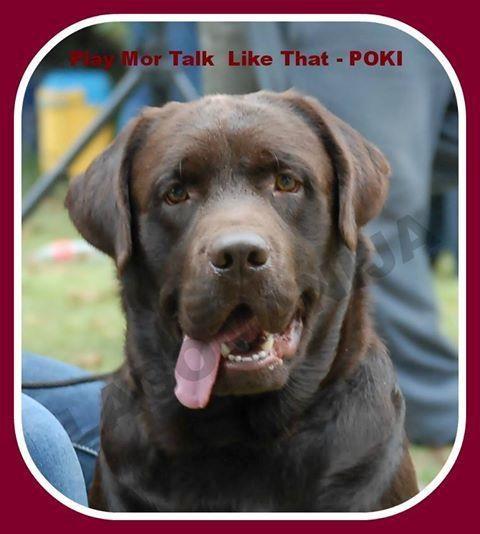 Labrador-retriver--cokoladni-stenci