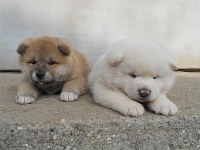 Akita inu štenci