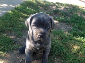 Cane-corso-stenci
