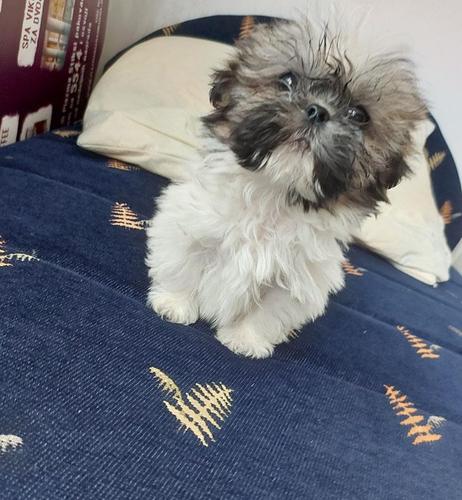 Sicu sitan decko
