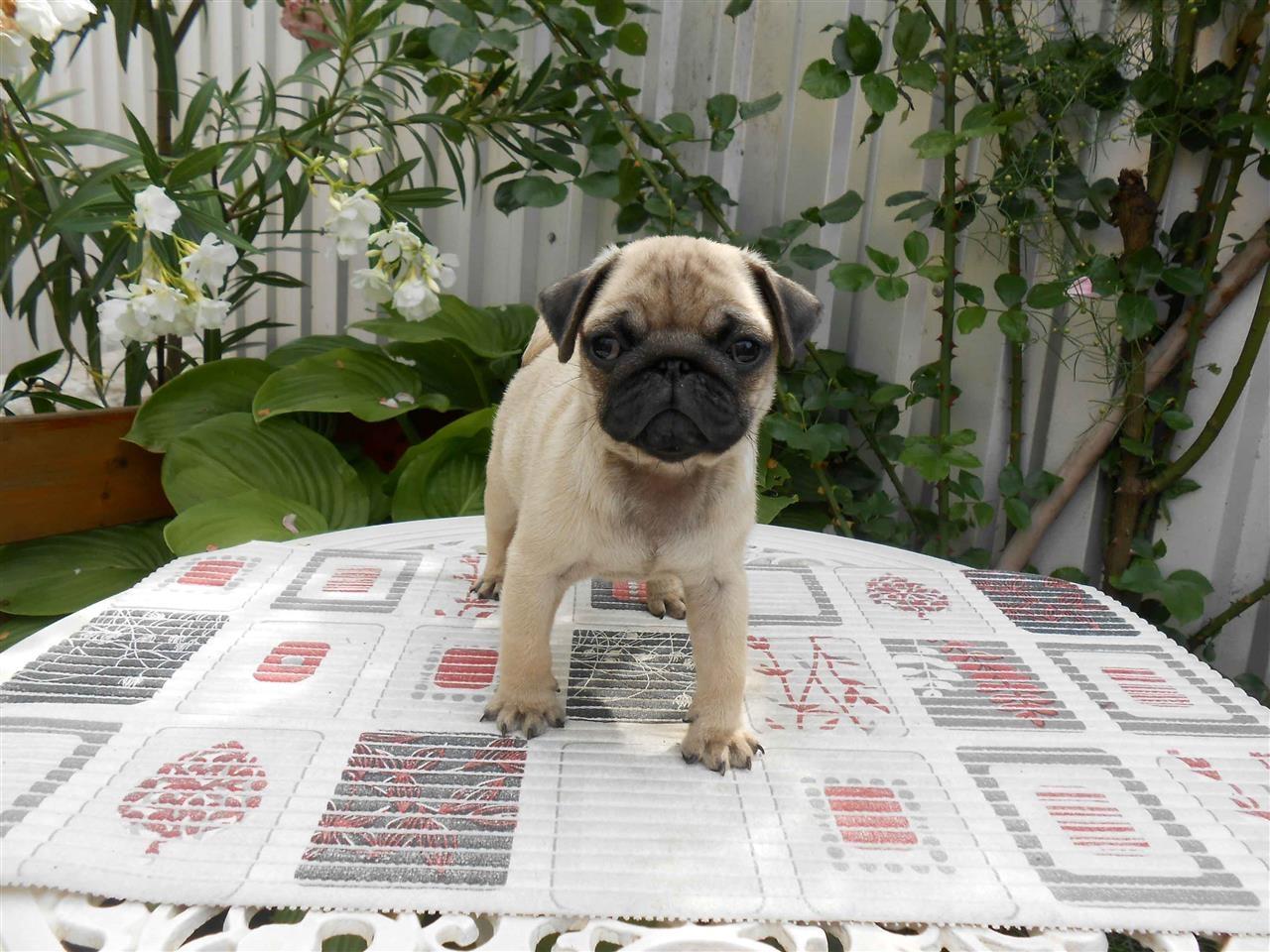 Mops