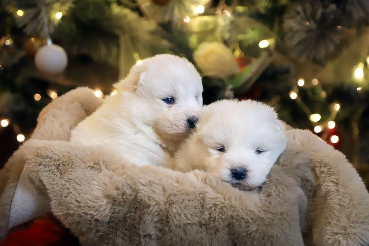 Samojed-štenci