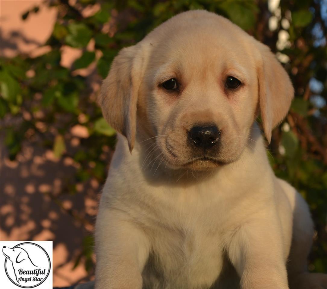 Stenci-Labrador-Retrivera