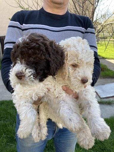 Lagotto-stenci