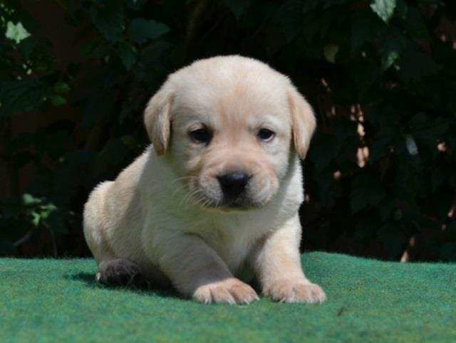 Labrador-stenci
