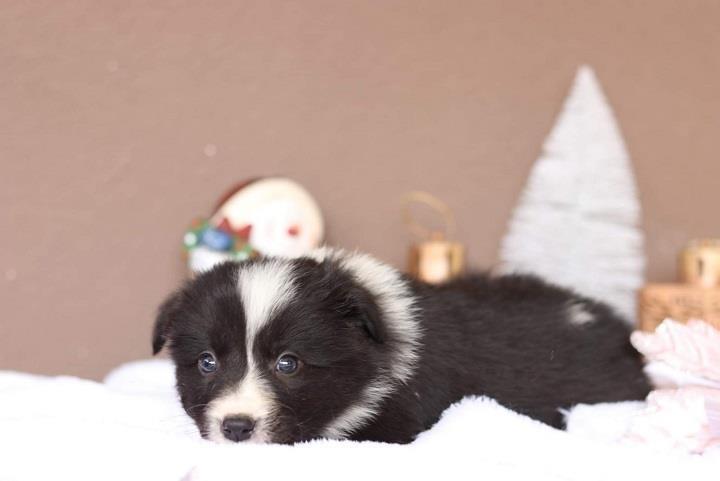 Border-koli-collie-štenci