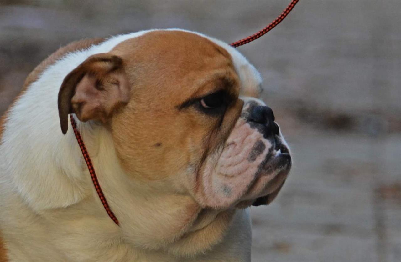 Engleski-buldog