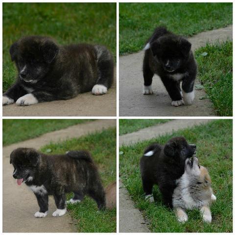 Akita-Inu
