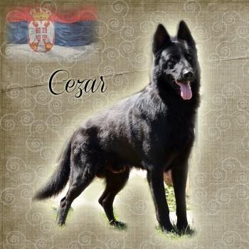 Sivi-Nemacki-Ovcar