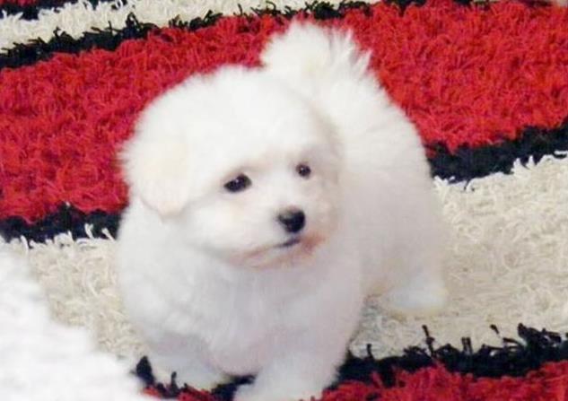 Coton de tulear
