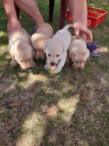 Labrador-stenci