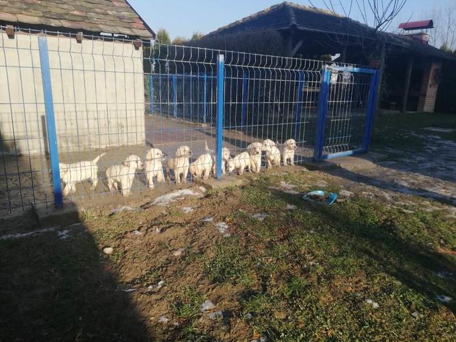 Labrador retriver štenci