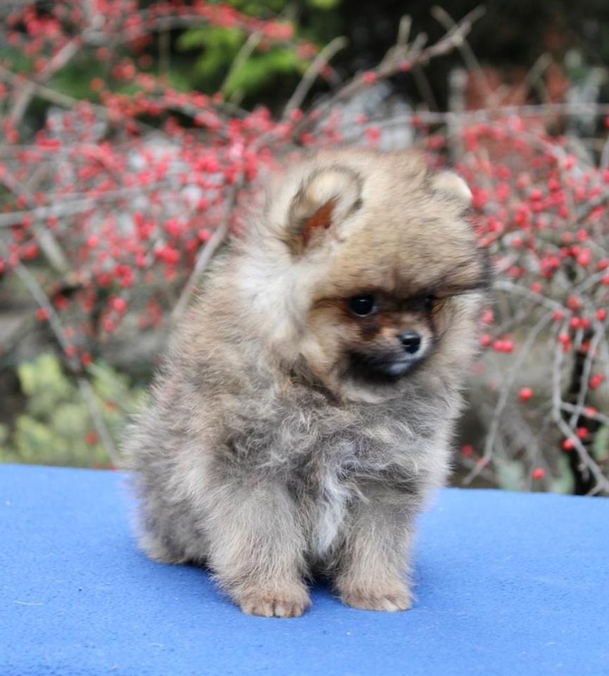 Pomeranac