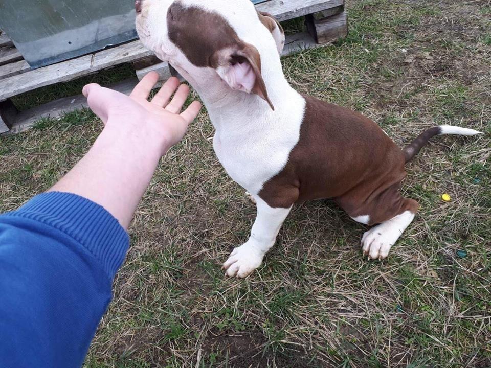 Pit-Bull-stene-na-prodaju