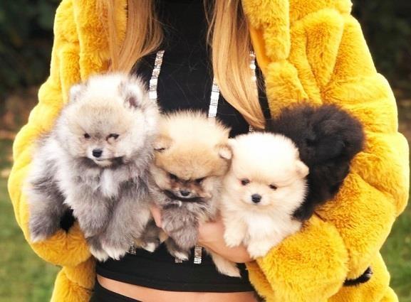 Pomeranac-Pomeranian-Boo-štenci