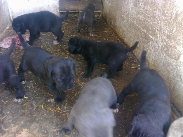 Cane-corso-štenci