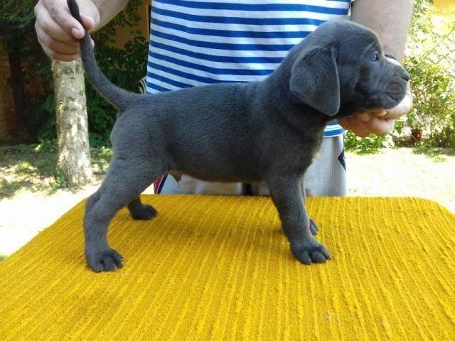 CANE-CORSO-štenci-