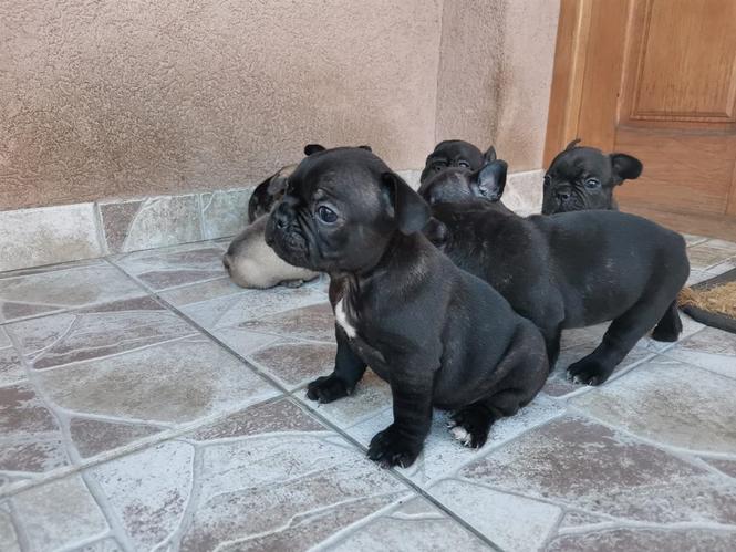 Francuski buldog, štenci