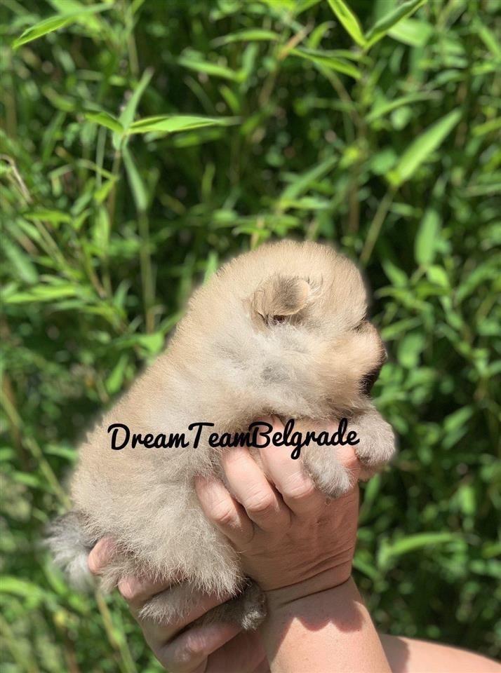 Pomeranac