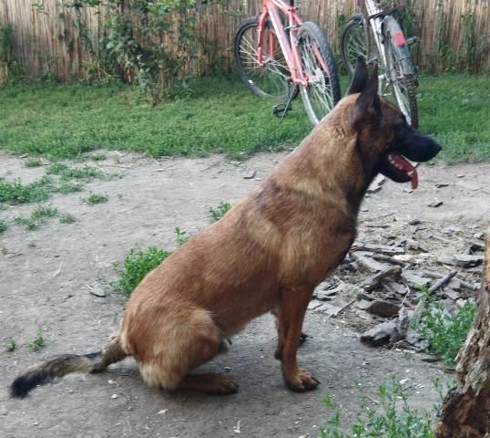 Belgijski-ovčar---Malinoa--štenci