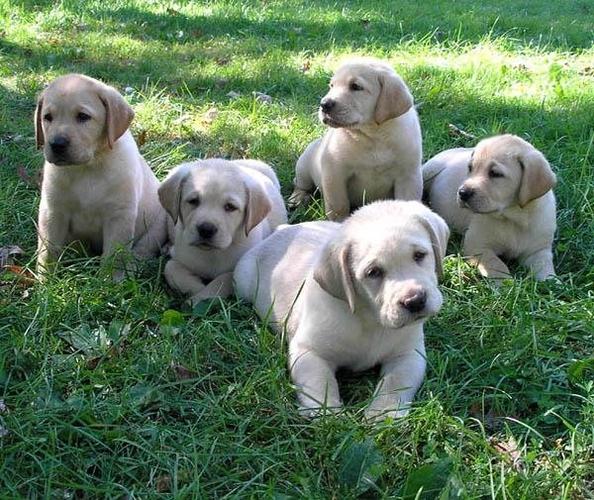 Labrador