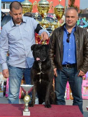 Cane corso stenci