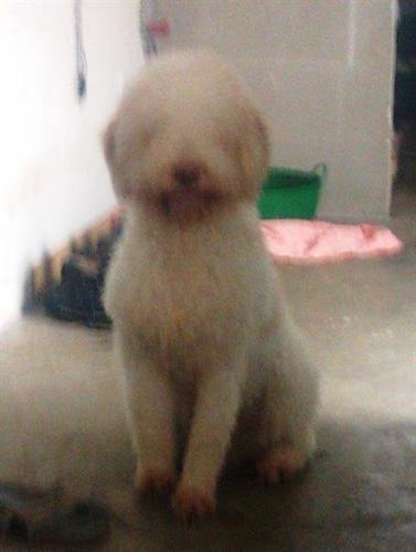 Lagotto Romagnolo muzjak