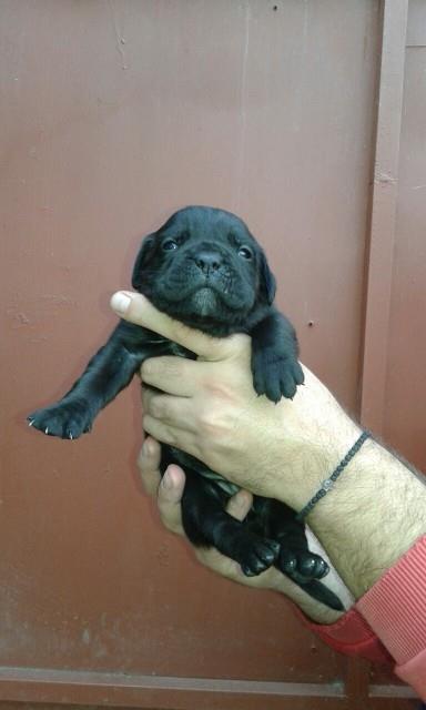 Cane-Corso-sivi-stenci
