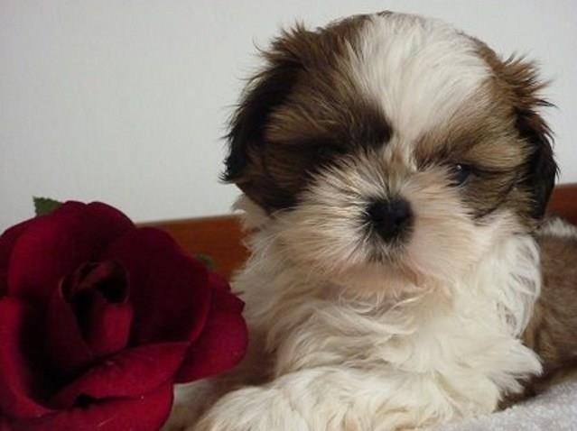 Shih tzu stenci - extra kvaliteta