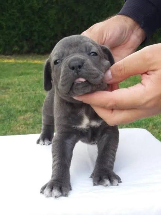 Cane-Corso---muški-štenci