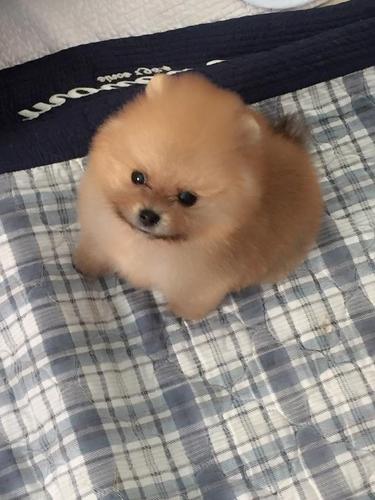 Boo pomeranski spic