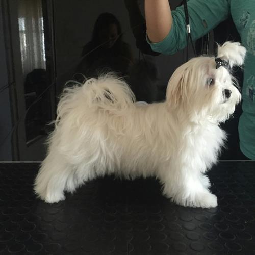 Stene-maltezera-