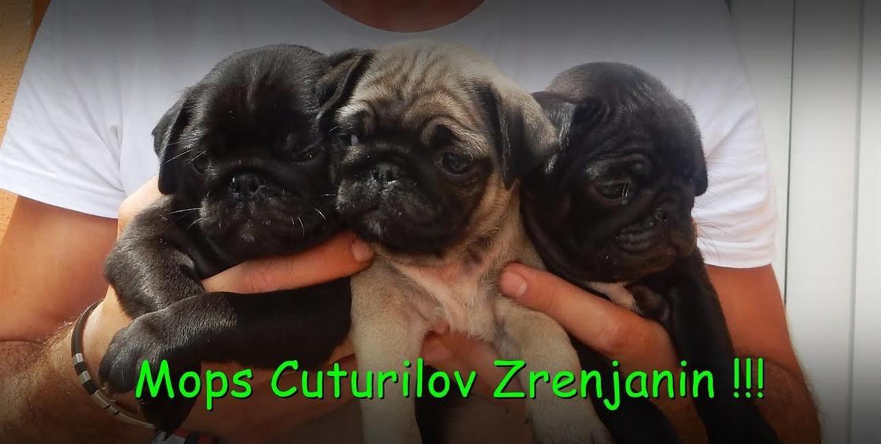 Mops-stenci-