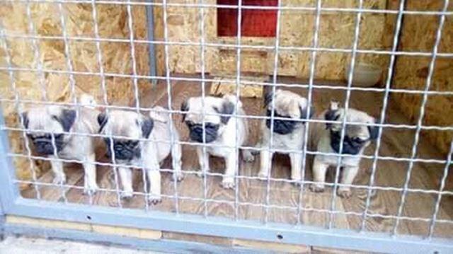 MOPS-štenci-