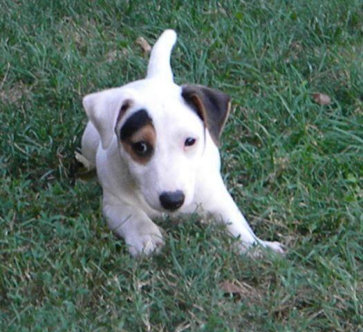 Jack-Russell-terrier---stenci