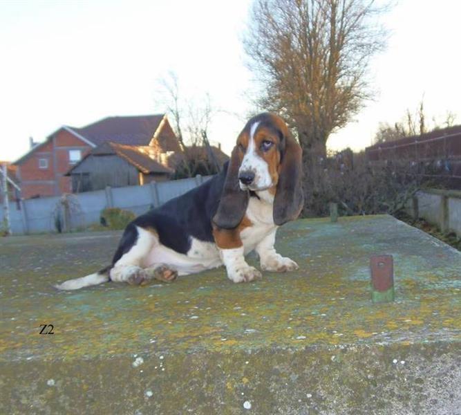 Basset-Hound---baset-stenci