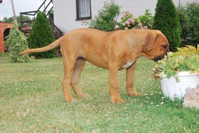 Cane-Corso--ženkice