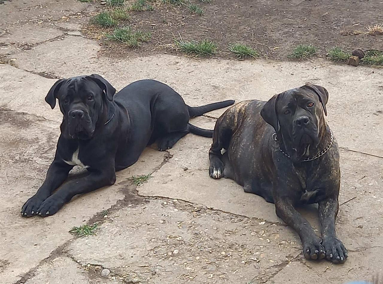 Cane-Corso